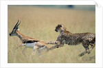 Cheetah Chasing Thomson's Gazelle by Anonymous