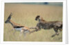 Cheetah Chasing Thomson's Gazelle by Anonymous