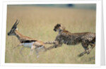 Cheetah Chasing Thomson's Gazelle by Anonymous