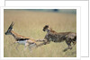 Cheetah Chasing Thomson's Gazelle by Anonymous