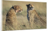 Cheetahs Devouring a Gazelle by Anonymous