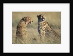 Cheetahs Devouring a Gazelle by Anonymous