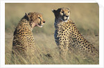 Cheetahs Devouring a Gazelle by Anonymous