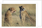 Cheetahs Devouring a Gazelle by Anonymous