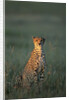 Cheetah Sitting in Grass by Anonymous
