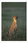 Cheetah Sitting in Grass by Anonymous
