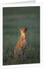 Cheetah Sitting in Grass by Anonymous