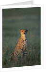 Cheetah Sitting in Grass by Anonymous