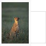 Cheetah Sitting in Grass by Anonymous