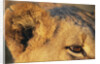 Close-up of Lion's Ear by Anonymous