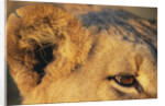 Close-up of Lion's Ear by Anonymous
