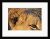 Close-up of Lion's Ear by Anonymous