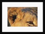 Close-up of Lion's Ear by Anonymous