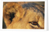Close-up of Lion's Ear by Anonymous