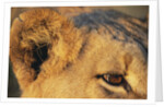 Close-up of Lion's Ear by Anonymous