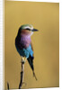 Lilac-Breasted Roller Perched on a Branch by Anonymous