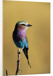 Lilac-Breasted Roller Perched on a Branch by Anonymous