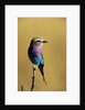 Lilac-Breasted Roller Perched on a Branch by Anonymous