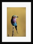 Lilac-Breasted Roller Perched on a Branch by Anonymous