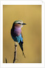 Lilac-Breasted Roller Perched on a Branch by Anonymous