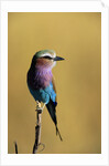 Lilac-Breasted Roller Perched on a Branch by Anonymous