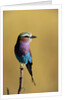 Lilac-Breasted Roller Perched on a Branch by Anonymous