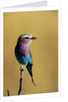 Lilac-Breasted Roller Perched on a Branch by Anonymous