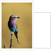 Lilac-Breasted Roller Perched on a Branch by Anonymous