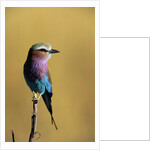 Lilac-Breasted Roller Perched on a Branch by Anonymous