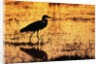 Egret Wading Through the Khwai River by Anonymous