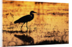 Egret Wading Through the Khwai River by Anonymous