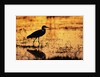 Egret Wading Through the Khwai River by Anonymous