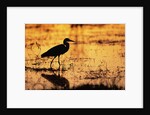 Egret Wading Through the Khwai River by Anonymous
