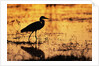 Egret Wading Through the Khwai River by Anonymous