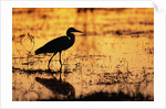 Egret Wading Through the Khwai River by Anonymous