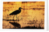 Egret Wading Through the Khwai River by Anonymous