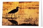 Egret Wading Through the Khwai River by Anonymous