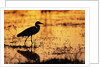 Egret Wading Through the Khwai River by Anonymous