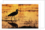 Egret Wading Through the Khwai River by Anonymous