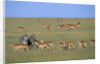 Herd of Impalas and Plains Zebras by Anonymous