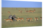 Herd of Impalas and Plains Zebras by Anonymous