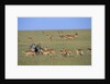 Herd of Impalas and Plains Zebras by Anonymous