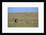 Herd of Impalas and Plains Zebras by Anonymous