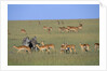 Herd of Impalas and Plains Zebras by Anonymous