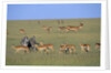 Herd of Impalas and Plains Zebras by Anonymous