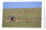 Herd of Impalas and Plains Zebras by Anonymous