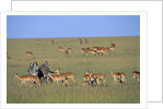 Herd of Impalas and Plains Zebras by Anonymous