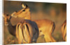 Impala Herd by Anonymous