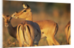 Impala Herd by Anonymous