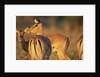 Impala Herd by Anonymous
